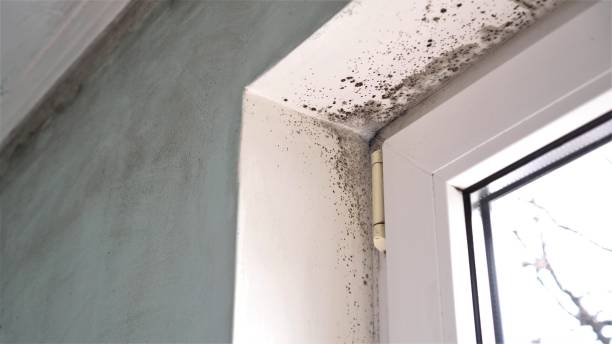 Best Crawl Space Mold Remediation  in White Horse, NJ