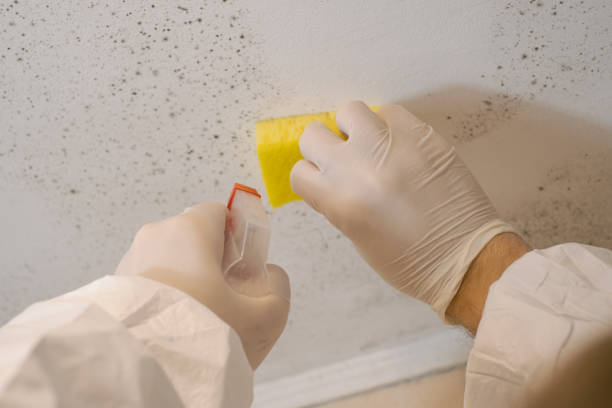 Best Residential Mold Inspection & Testing  in White Horse, NJ