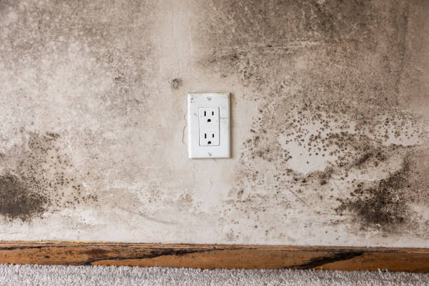 Best Mold Odor Removal Services  in White Horse, NJ