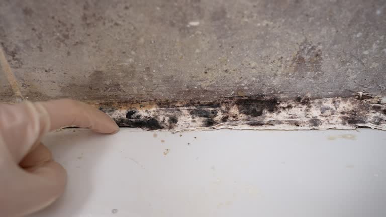 White Horse, NJ Mold Removal Company