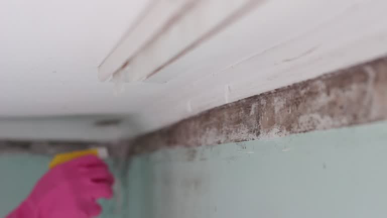 Mold Remediation for Rental Properties in White Horse, NJ